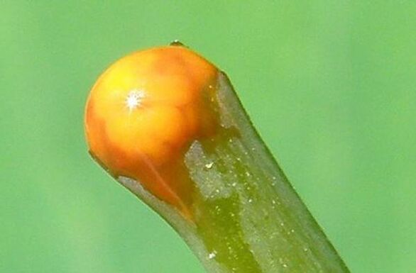 zelandinaren propietateak papilomak tratatzeko